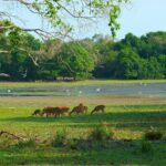 Hakkgala Gardens | 100 Journeys Sri Lanka