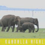 Go on a Couch Safari – Day 1 Highlights of Minneriya & Kaudulla National Park