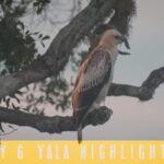 Go on a Couch Safari – Day 7 Highlights of Yala National Park