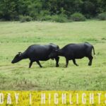 Go on a Couch Safari – Sri Lanka Wildlife Streaming