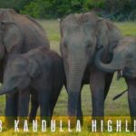 Go on a Couch Safari – Day 2 Highlights of Kaudulla National Park