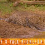 Go on a Couch Safari – Day 7 Highlights of Yala National Park