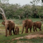 A Guide to Visiting Udawalawe National Park, Sri Lanka’s Home of Elephants